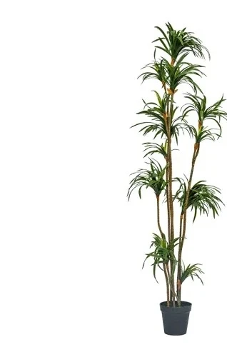 Sztuczna dracena dracena margi – Dracaena Marginata recenzja i cena