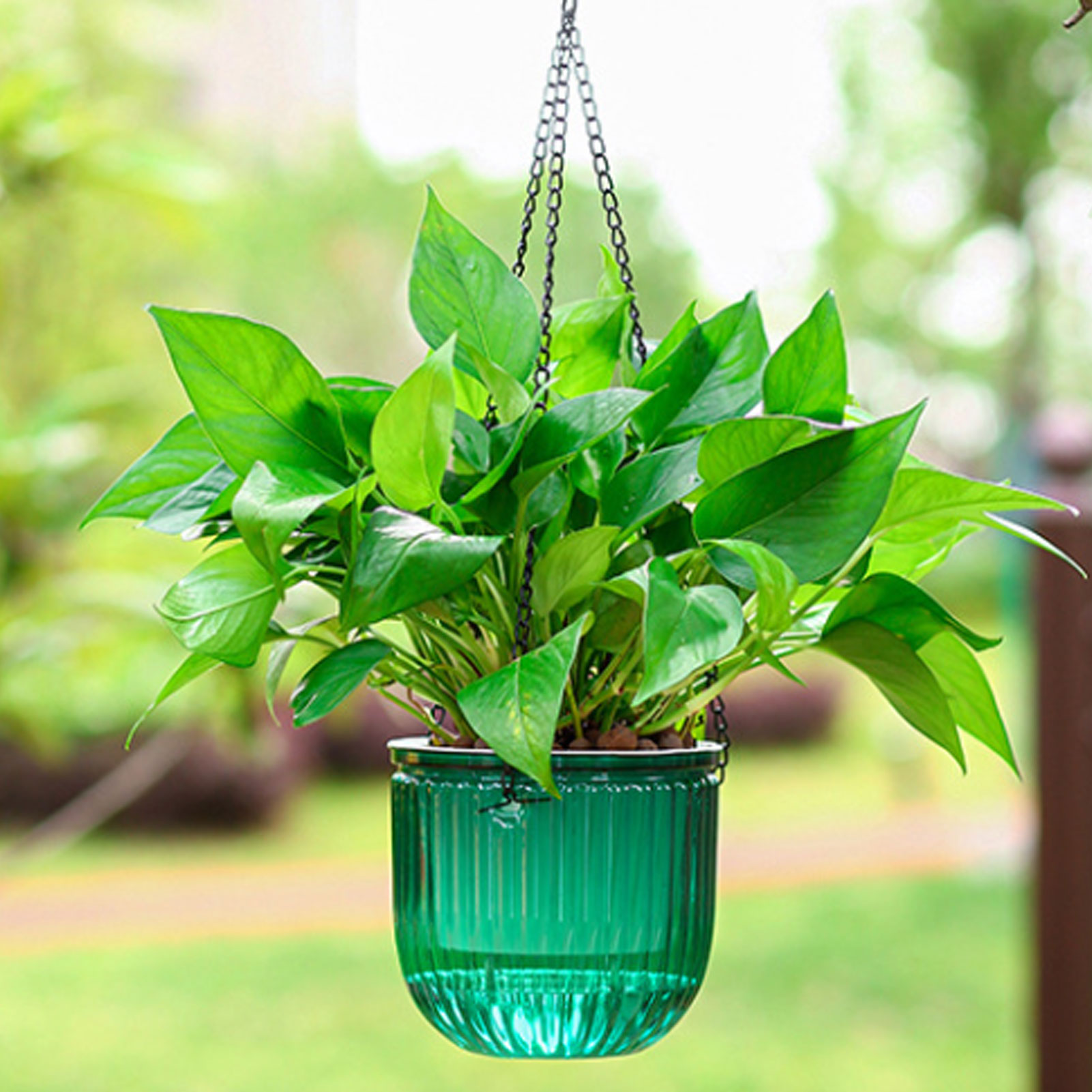 Automatyczne doniczki samozras – Spider Plant Hanging recenzja i cena