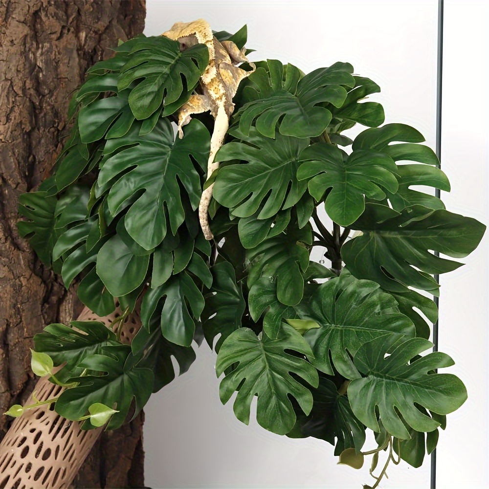 Rośliny dla terrariów dla gadó – Monstera Adansonii recenzja i cena