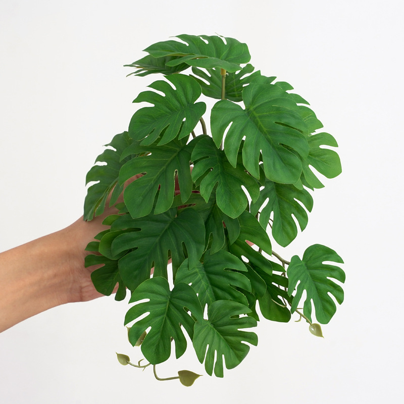Rośliny dla terrariów dla gadó – Monstera Adansonii recenzja i cena